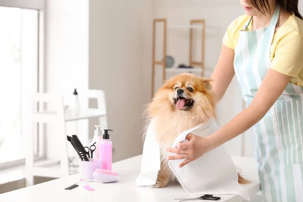 Female Groomer Wiping Dog Hair Washing Salon — Stock Photo, Image
