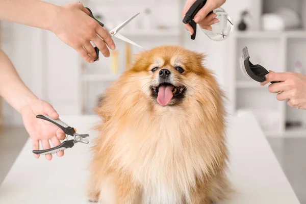 Female Groomers Taking Care Cute Dog Salon — Stock Photo, Image