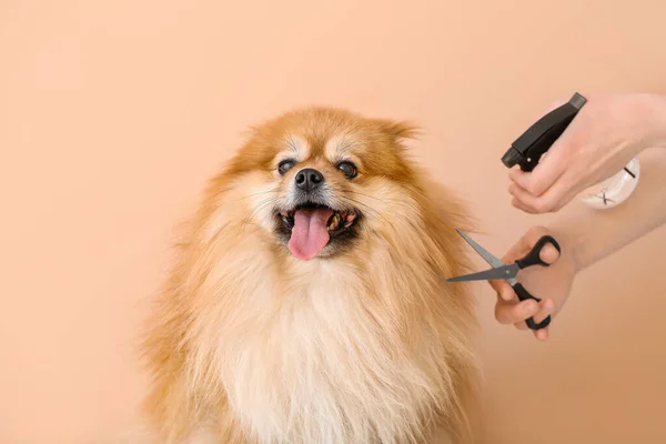 Female Groomer Taking Care Cute Dog Color Background — Stock Photo, Image