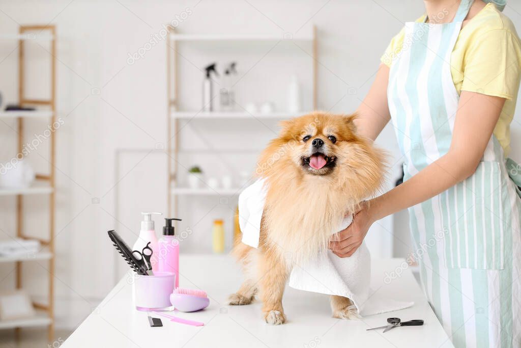 Female groomer wiping dog's hair after washing in salon