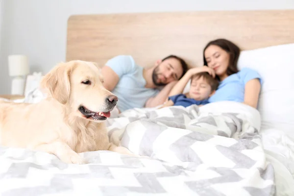 Honden Met Slapende Familie Bed Thuis — Stockfoto