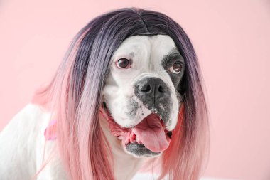 Renkli peruklu komik köpek