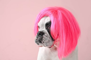 Renkli peruklu komik köpek