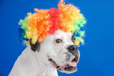 Renkli peruklu komik köpek