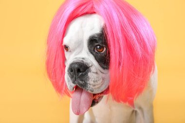 Renkli peruklu komik köpek