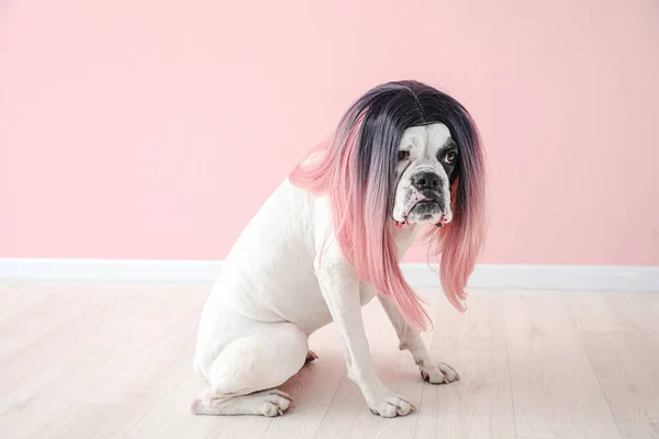 Cão Engraçado Peruca Perto Parede Cor — Fotografia de Stock