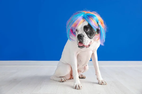 Забавная Собака Парике Возле Цветной Стены — стоковое фото