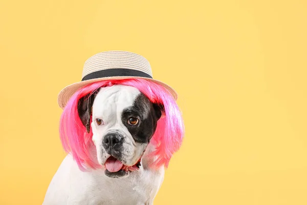 Смешная Собака Парике Шляпе Цветном Фоне — стоковое фото