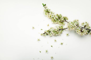 Beyaz arkaplanda çiçek açan güzel bir dal