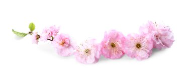 Beyaz arkaplanda çiçek açan güzel bir dal