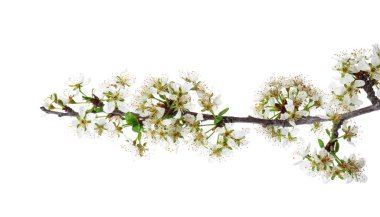 Beyaz arkaplanda çiçek açan güzel bir dal