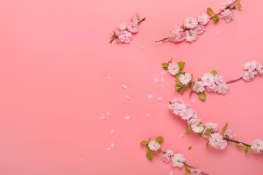 Renk arkaplanında çiçek açan güzel dallar