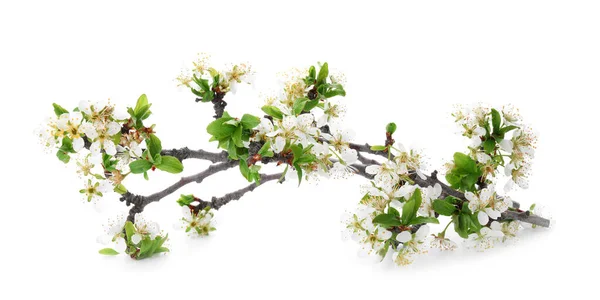 Beautiful Blossoming Branches White Background — Stock Photo, Image