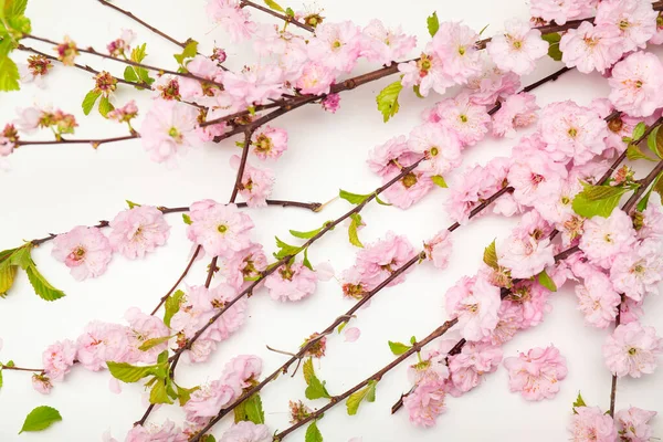 Beautiful Blossoming Branches White Background — Stock Photo, Image