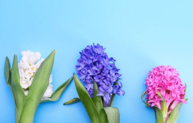 Renkli arka planda güzel sümbül bitkileri