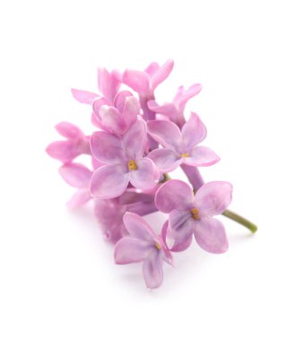 Beyaz arka planda güzel leylak çiçekleri