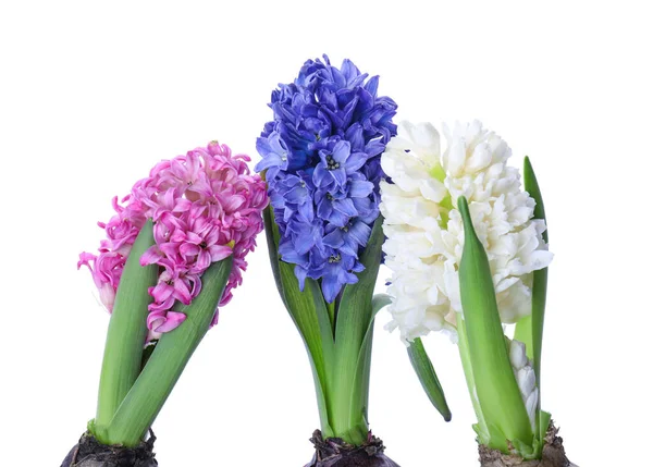 Beautiful Hyacinth Plants White Background — Stock Photo, Image