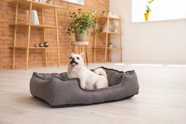 Leuke Hond Huisdier Bed Thuis — Stockfoto