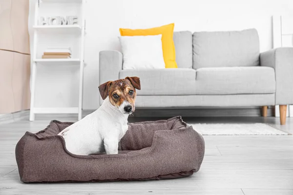 Cão Bonito Cama Estimação Casa — Fotografia de Stock