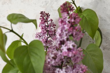 Açık arkaplanda güzel leylak çiçekleri, yakın plan