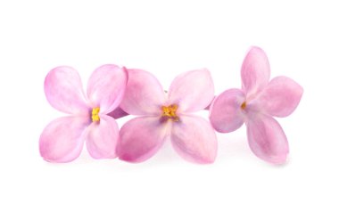 Beyaz arka planda güzel leylak çiçekleri