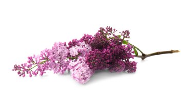 Beyaz arka planda güzel leylak çiçekleri