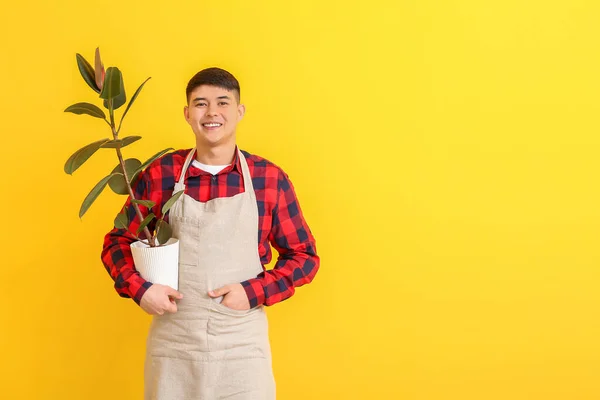 Retrato Floristería Masculina Asiática Con Planta Sobre Fondo Color — Foto de Stock