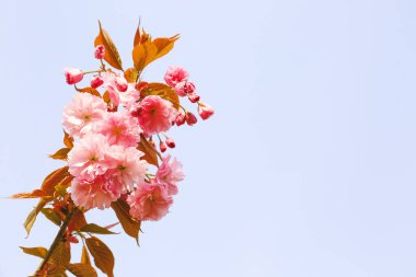 Bahar gününde çiçek açan güzel ağaç.