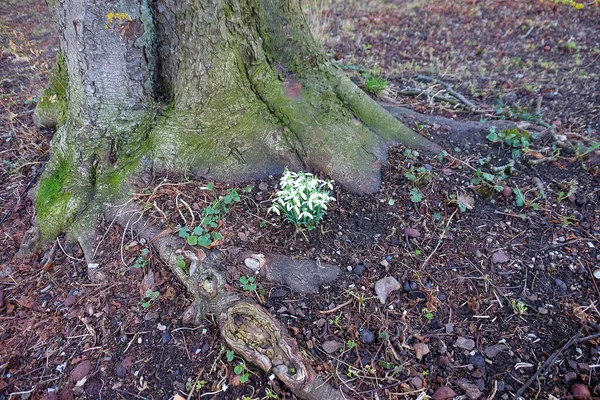 Prachtige Sneeuwklokjes Het Voorjaar — Stockfoto