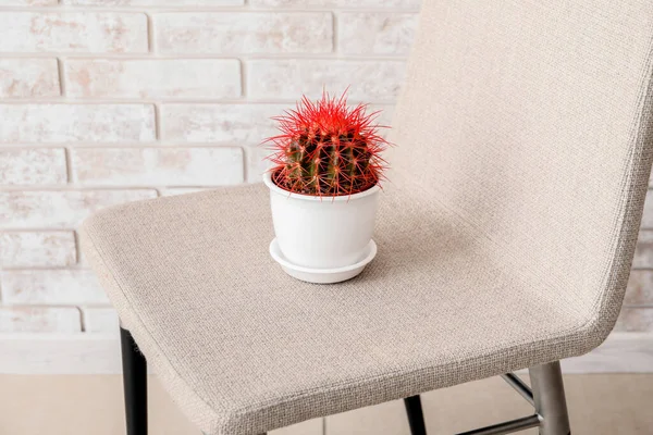 Cactus Chair Brick Wall Hemorrhoids Concept — Stock Photo, Image