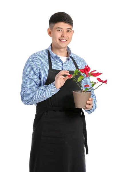Portrét Asijského Mužského Květináře Rostlinou Bílém Pozadí — Stock fotografie