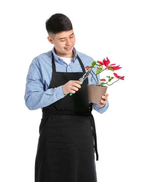 Retrato Florista Masculino Asiático Com Planta Sobre Fundo Branco — Fotografia de Stock