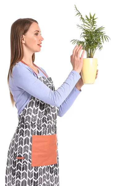 Retrato Florista Femenina Con Planta Sobre Fondo Blanco —  Fotos de Stock