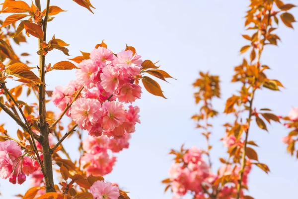 Hermoso Árbol Flor Día Primavera —  Fotos de Stock