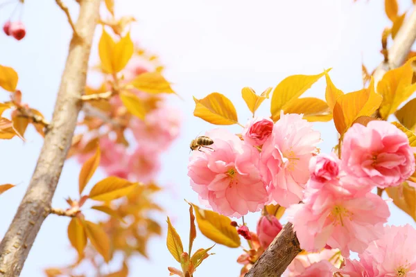 Beautiful Blossoming Tree Spring Day Closeup — Stock Photo, Image