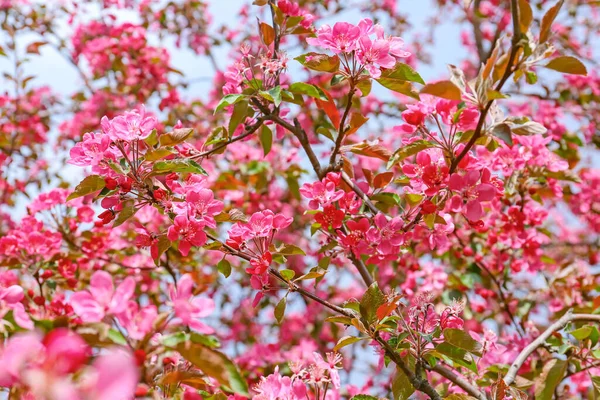 Schöner Blühender Baum Freien Nahaufnahme — Stockfoto