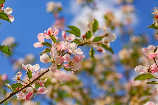 Beautiful Blossoming Tree Outdoors Spring Day — Stock Photo, Image