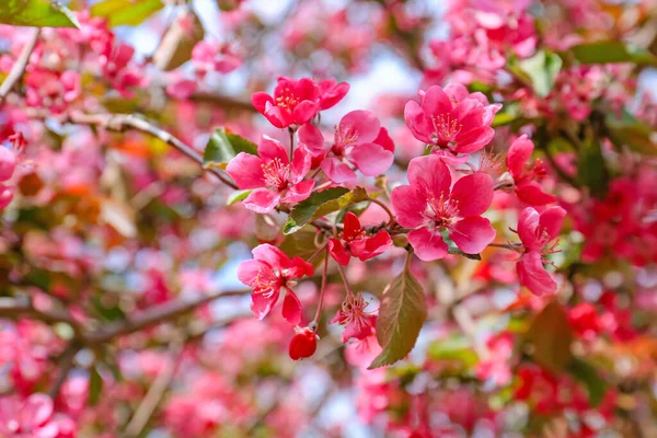 Schöner Blühender Baum Freien Nahaufnahme — Stockfoto