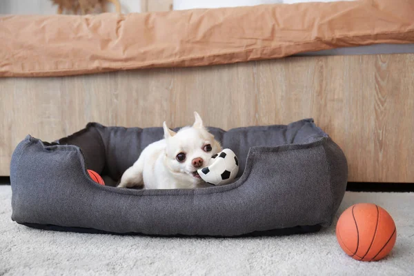 Cute Dog Pet Bed Home — Stock Photo, Image