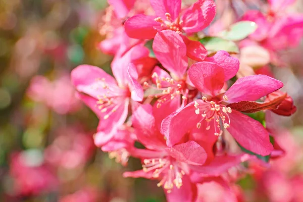 Schöner Blühender Baum Frühlingstag Nahaufnahme — Stockfoto