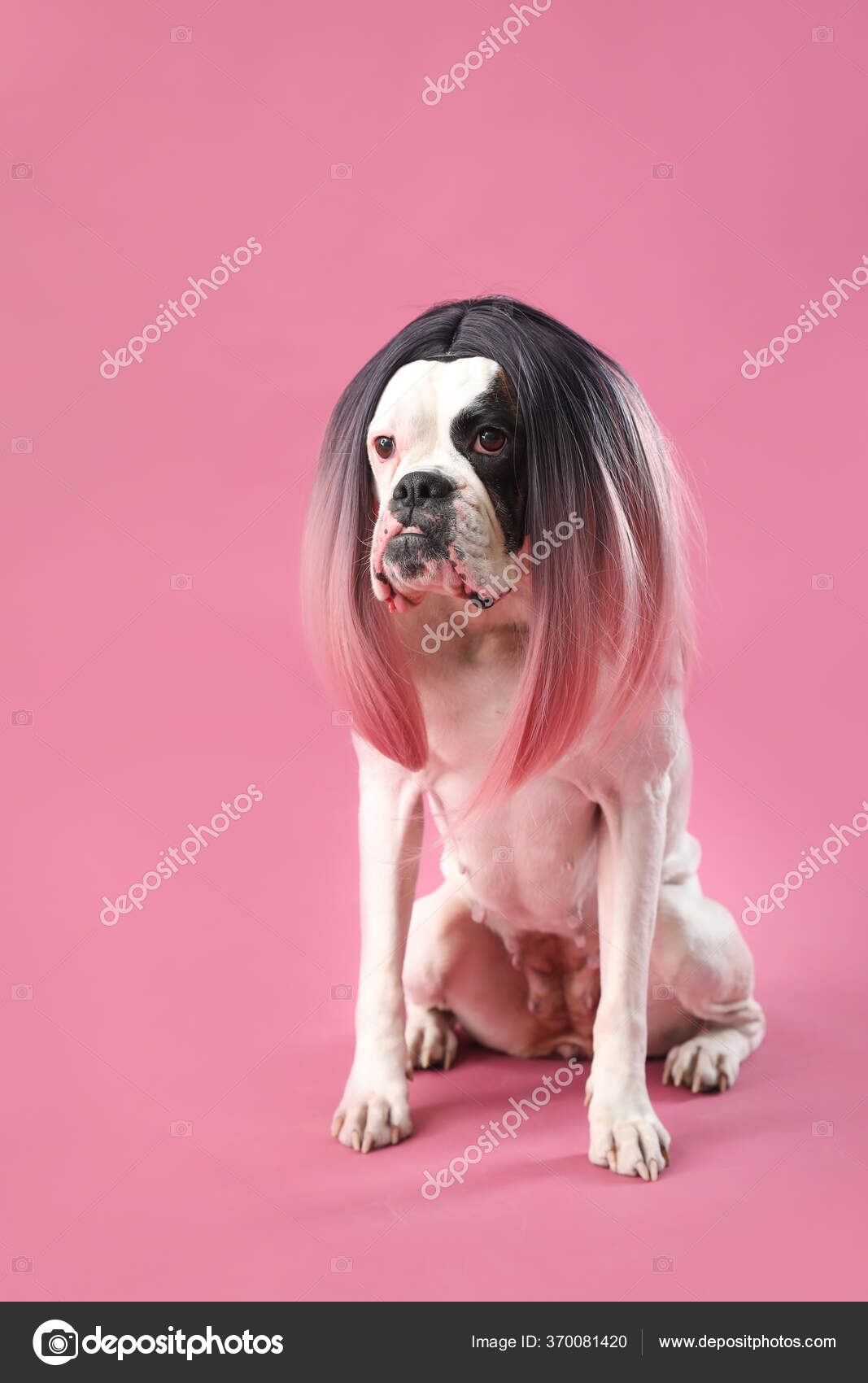 Funny Dog Wig Color Background — Stock Photo © serezniy #370081420