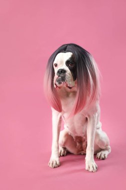 Renkli peruklu komik köpek