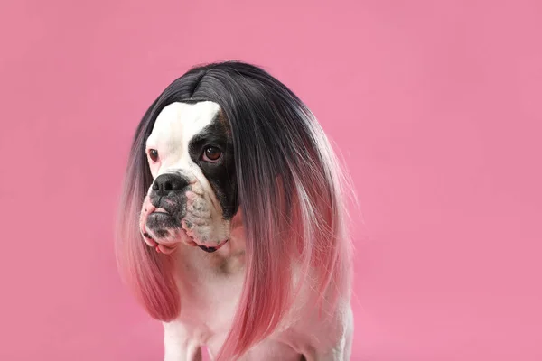 Rolig Hund Peruk Färg Bakgrund — Stockfoto
