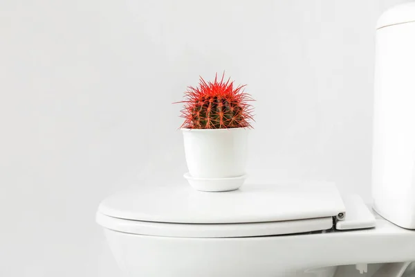 Toilet Bowl Cactus Light Background Hemorrhoids Concept — Stock Photo, Image