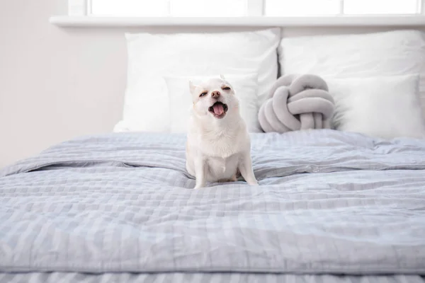 Cão Pequeno Bonito Cama Casa — Fotografia de Stock