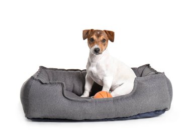 Beyaz arka planda evcil hayvan yatağında sevimli bir köpek.