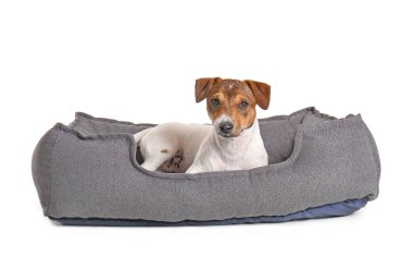 Beyaz arka planda evcil hayvan yatağında sevimli bir köpek.