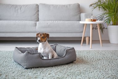 Evcil hayvan yatağında sevimli bir köpek.