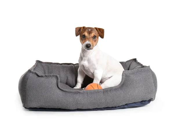 Cute Dog Pet Bed White Background — Stock Photo, Image