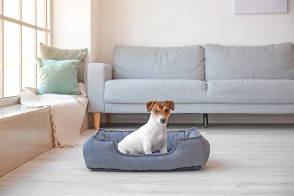 Cão Bonito Cama Estimação Casa — Fotografia de Stock